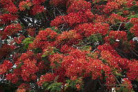 CGL3995 Delonix regia.jpg