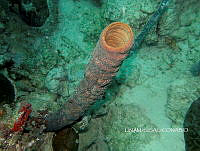 NE018 0642 Aplysina.jpg