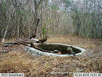 MAGB 0168 Ortalis wagleri.JPG