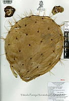 YPH2328 Opuntia robusta.jpg