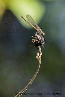 PJ016 0618 Hetaerina americana.JPG