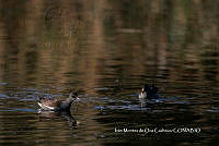 IMDOC3769 Gallinula galeata.jpg