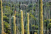 RTF003 Puebla, Puebla.jpg