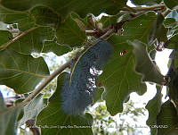 LI005 0132 Quercus chihuahensis.jpg