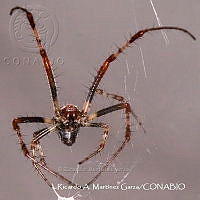 RAMGF 0020 Metepeira.jpg