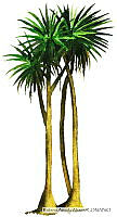 RAA0124 Yucca elephantipes.jpg