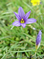 GIM0235 Sisyrinchium scabrum.jpg