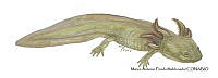 MAPM1311 Ambystoma mavortium neoténico_larva.jpg