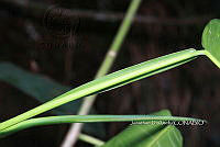 Zongo 0021 Philodendron seguine.jpg