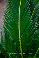 IMDOC 5728 Cycas revoluta..jpg
