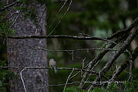 IDG1788 Myadestes occidentalis.jpg