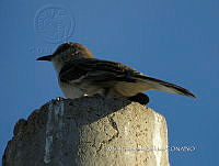 MCS IM0162 Mimus polyglottos ssp. Leucopterus.jpg