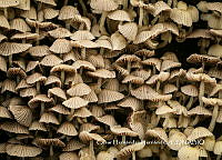 MN6PyH0104 Coprinellus disseminatus.jpg