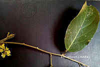 ME010 KV 00943 Morisonia americana L., 1753_.JPG