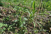 SG019 0395 Zea mays.jpg
