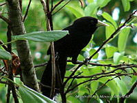 APM0034 Amblycercus holosericeus.jpg