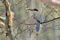 CSGHQ008-161 Momotus mexicanus.jpg
