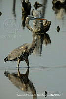 MHS0037 Egretta tricolor.JPG