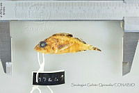 SGQ3364 Scorpaenodes xyris.jpg