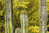 3R 00858 Pachycereus pringlei.jpg