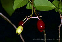FJRS0177 Neea psychotrioides.jpg