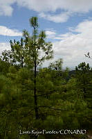 LRP1191 Pinus sp..jpg