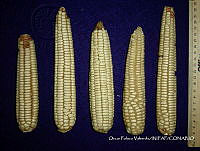 SinOPV285 Zea mays.jpg
