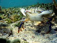 HBB0155 Callinectes sp..jpg