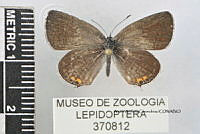JF018 0766 Cupido comyntas.jpg