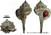 KT014 0882 Vokesimurex recurvirostris.JPG