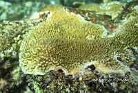 NE018 0790 Millepora.jpg