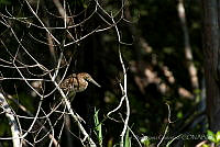 IDG0491 Tigrisoma mexicanum.jpg