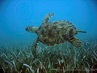 HBB0165 Chelonia mydas.jpg