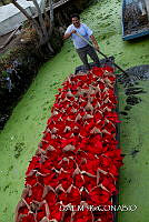 3R 01458 Euphorbia pulcherrima.jpg