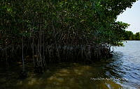 FBA0973 Banco de bivalvos.jpg