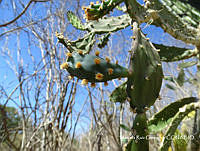 MRG-2018-1247 Opuntia auberi (MRG-4abr18-e).JPG