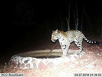 MAGB 0102 Panthera onca.JPG