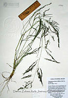 DZAJ631 Eragrostis pectinacea var. pectinacea.JPG