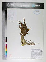 JAdNV0310 Hylocereus undatus.JPG
