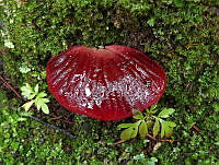 MTG01 Fistulina hepatica.jpg