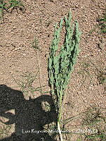 JF140 0033 Eryngium hemsleyanum H. Wolff.jpg
