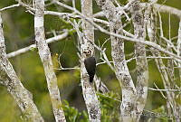 JHC0103 Melanerpes aurifrons.jpg