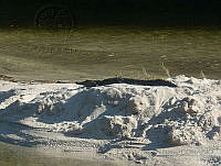 ESN006 Crocodylus acutus.jpg