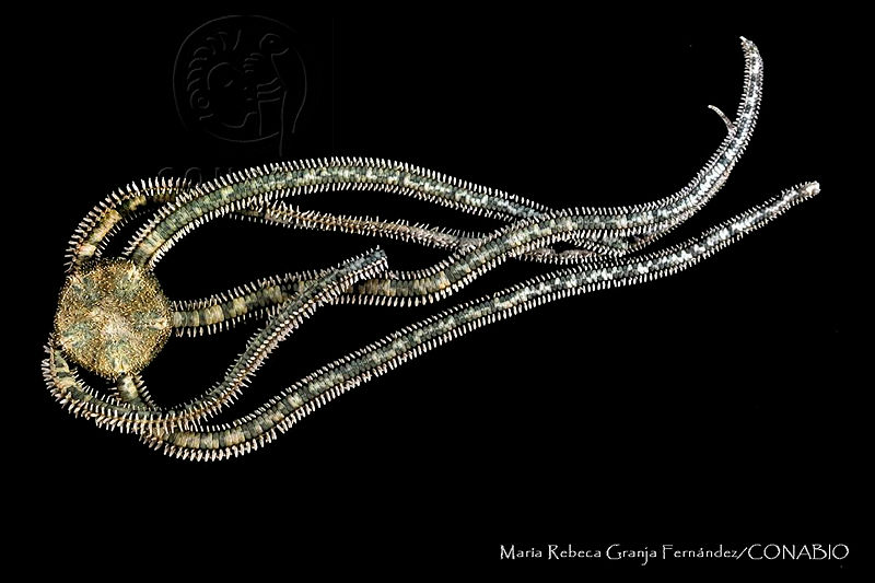 MRGF0018%20Ophiocnida%20hispida.jpg.jSfw4oP0MUXpBYNhQA3g0JtbmFja29CbnFuZ3NAbXJ6LGtwZwA.GZ gkzwCv3