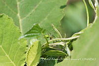 ZAPF0503 Peucetia viridans.jpg