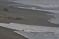 HJ6- 1192- Calidris alba, Charadrius semipalmatus.jpg