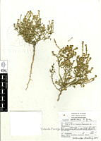 Lepidium-sordidum.jpg