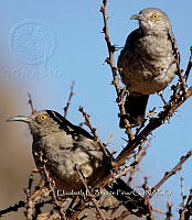 IE003 0035 Toxostoma curvirostre.jpg