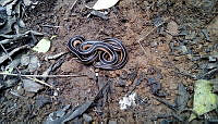 LPAO01 Thamnophis sp..jpg