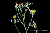 JDA D 00611 Youngia japonica.jpg